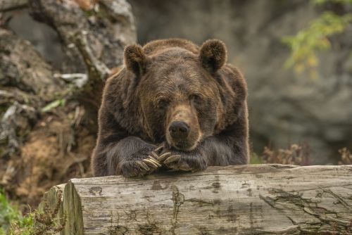 Бистә янындагы урман полосасында аю ир-атны өзгәләп ташлаган