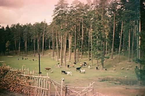 1950 - 1960 елларда Яшел Үзән
