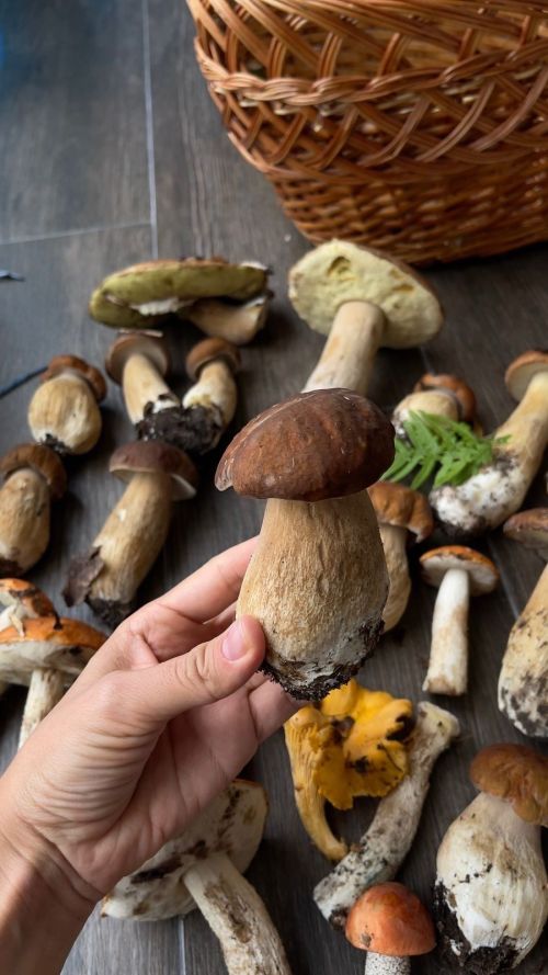Гөмбәнең ашарга яраклымы-юкмы икәнен суган белән ничек тикшерергә?