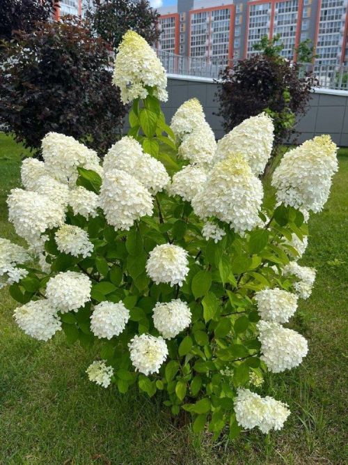 Гортензияне кышка ничек әзерләргә?
