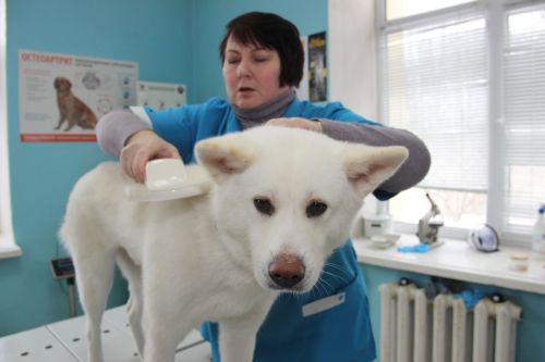 Этләрне чиплыйбыз: закон гамәлгә керде, ә кешеләр аптырашта