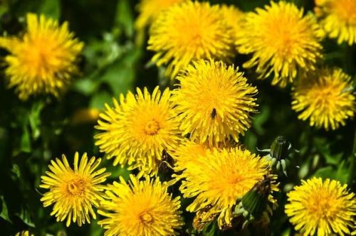 Тузганактан бик файдалы бал