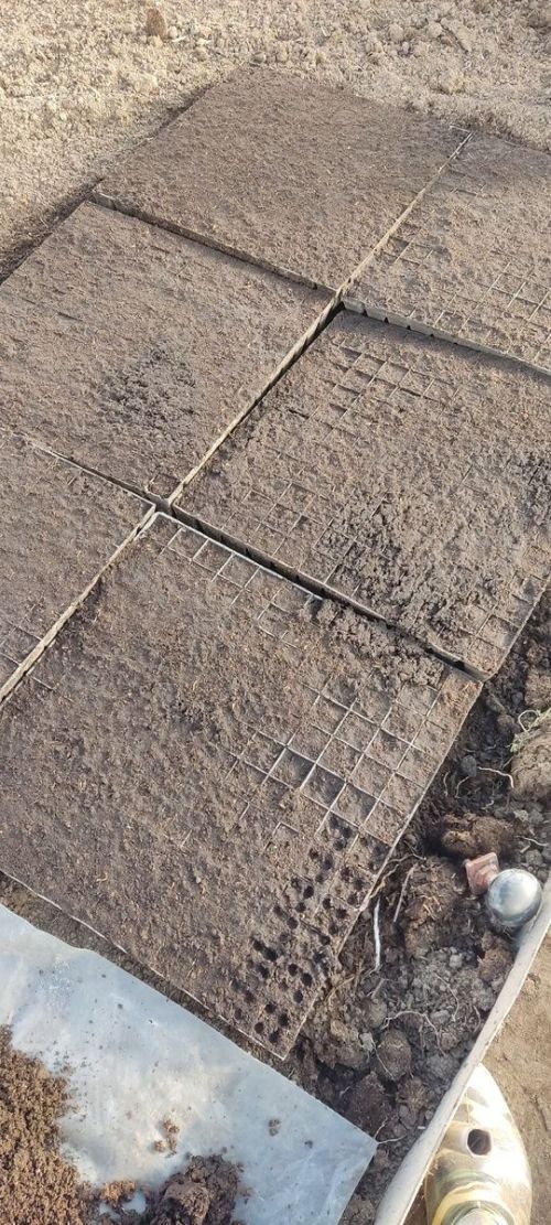 Үсентеләрне вакытында күчереп утырту өчен аның туфрагын ничек әзерләргә, нинди ашламалар кулланырга?