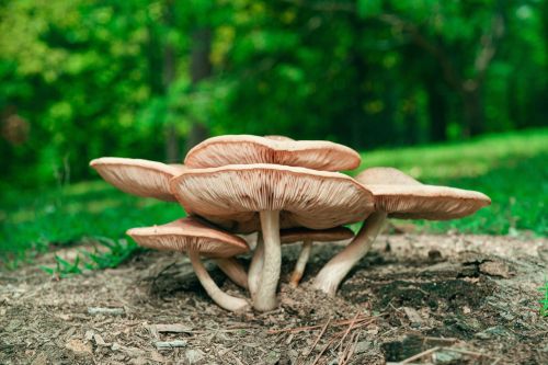 Гөмбә җыйган өчен дүрт елга төрмәгә утыртып куюлары ихтимал