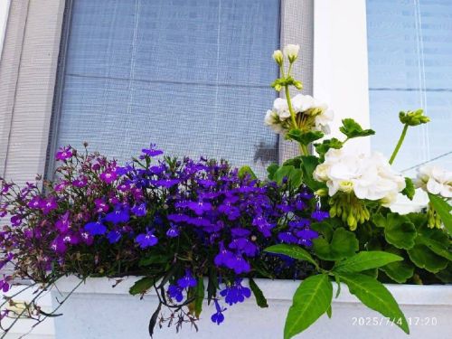 «Өй алдыбыз гөлбакча» бәйгесенең икенче катнашучысы Норлат авылыннан Ландыш Сиразова