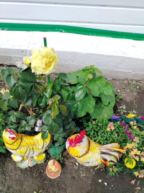 «Өй алдыбыз гөлбакча» бәйгесенең чираттагы катнашучысы - Норлат авылыннан Лилия Сибгатуллина