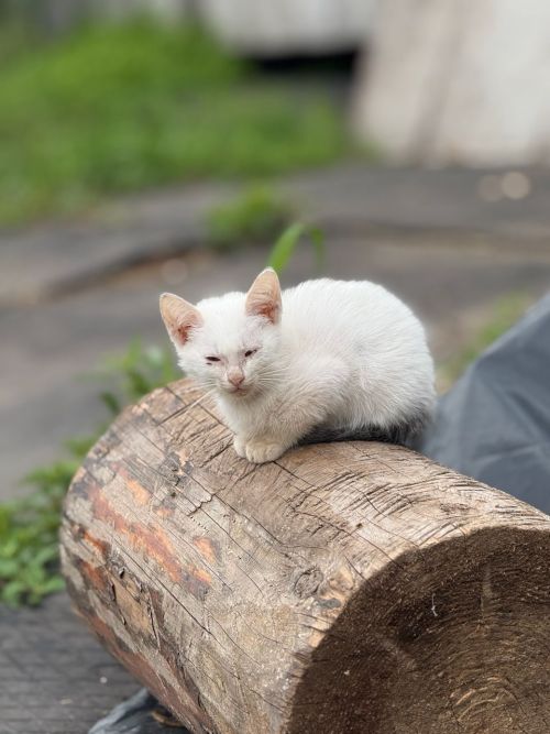 Мәчеләрдән кешеләргә нинди авырулар йога ала?