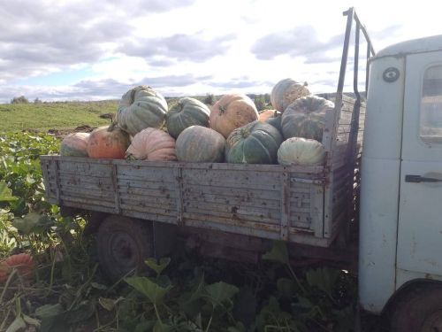 Олы Яке авылында гаять зур кабаклар үстергәннәр