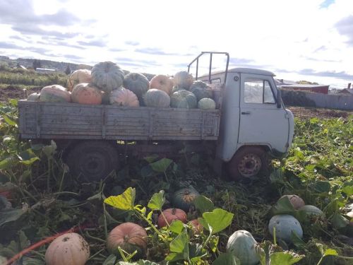 Олы Яке авылында гаять зур кабаклар үстергәннәр