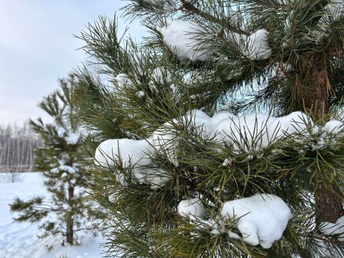 22 гыйнварга һава торышы