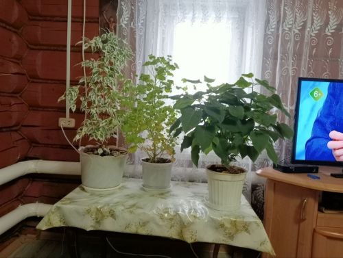 Гөлләребез – өй яме
