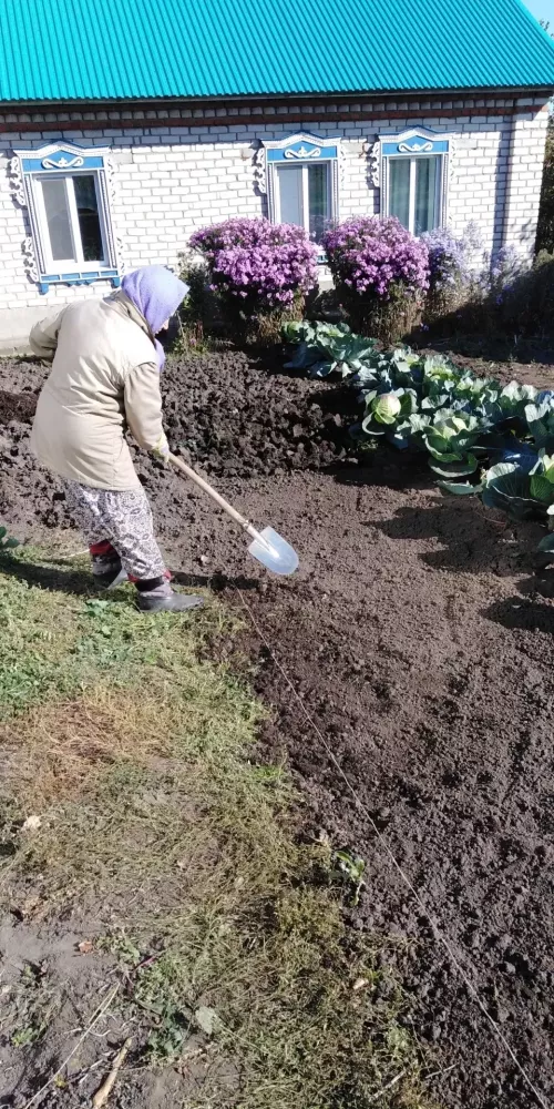 Олы Ачасырда яшәүче Тәскирә апа Шәйхуллина сарымсак утыртып куйды инде. Ә сез?