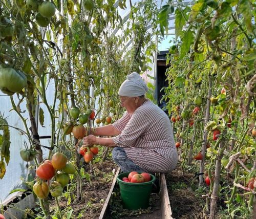 Февральдә бакча эшләре: нәрсәләр эшләнә?