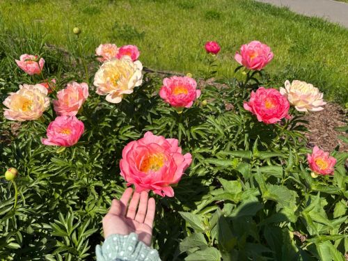 Чалма чәчәккә язгы ашлау: ничек, кайчан, нәрсә