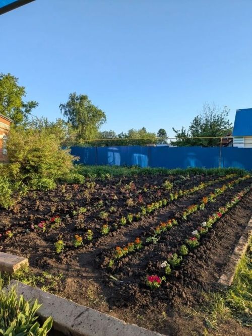 Норлатта волонтерлар Хәмзә мәчете территориясендә чәчәк утыртты