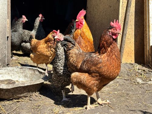 Җәйге эсседә тавык, үрдәк һәм казларны дөрес ашату – продуктивлык һәм сәламәтлек нигезе