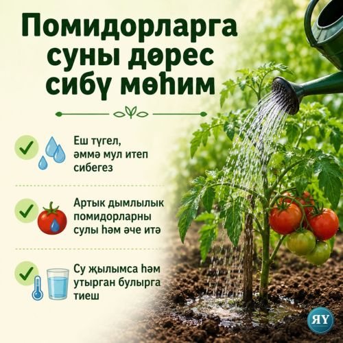 Помидор үстерү серләре