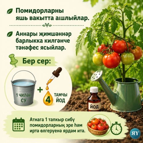 Помидор үстерү серләре