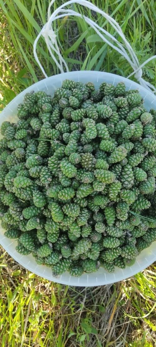 Олы Яке авылында нарат күркәсеннән кайнатма әзерләргә яраталар