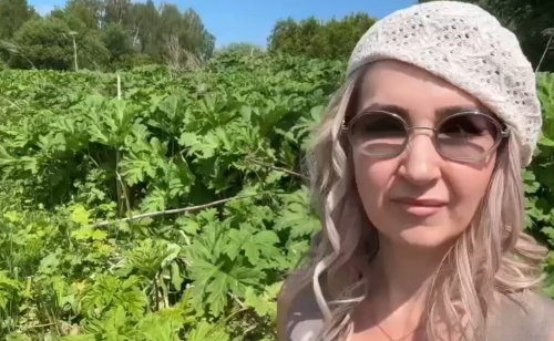 Яшел Үзән районында балтырганга каршы көрәш дәвам итә