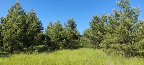 Олы Яке авылында нарат күркәсеннән кайнатма әзерләргә яраталар