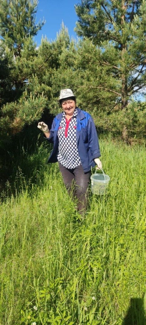 Олы Яке авылында нарат күркәсеннән кайнатма әзерләргә яраталар