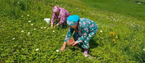 Җәй уртасы, туган көн һәм дару үләннәре: «Хәзинә» коллективы табигать кочагында