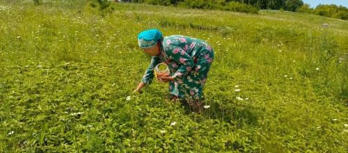Җәй уртасы, туган көн һәм дару үләннәре: «Хәзинә» коллективы табигать кочагында