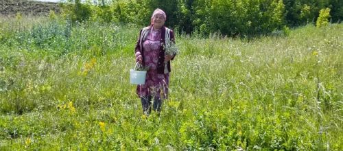 Җәй уртасы, туган көн һәм дару үләннәре: «Хәзинә» коллективы табигать кочагында