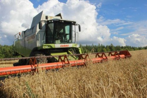 Татарстанда 737 тонна арпада тере икмәк талпаны табылган
