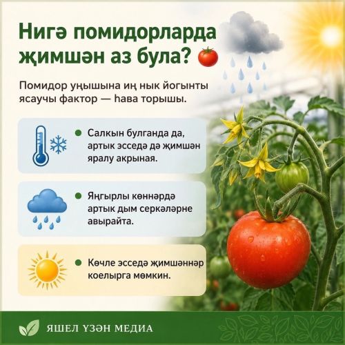 Помидор уңышын ничек арттырырга?