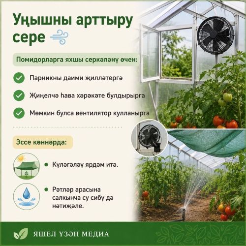 Помидор уңышын ничек арттырырга?