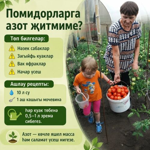 Помидорларыгыз мул уңыш бирсен дисәгез, бу киңәшләрне саклап куегыз