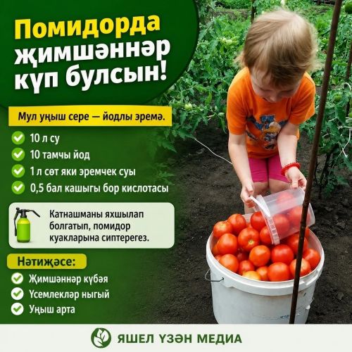 Помидорларыгыз мул уңыш бирсен дисәгез, бу киңәшләрне саклап куегыз