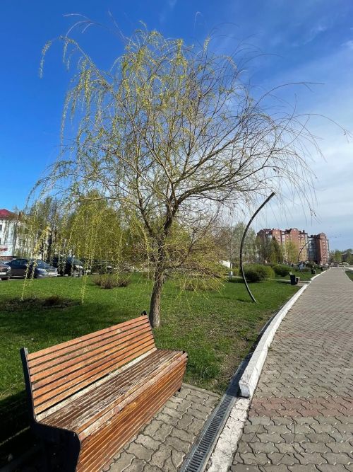 Матурлыкны күрә белик