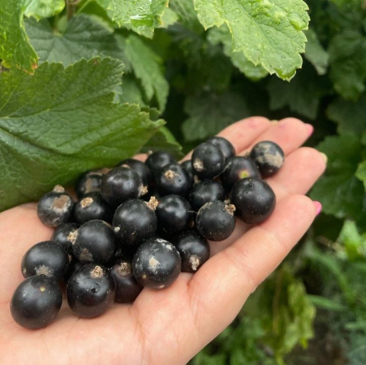 Карлыган эре, баллы булсын өчен нәрсә эшләргә?