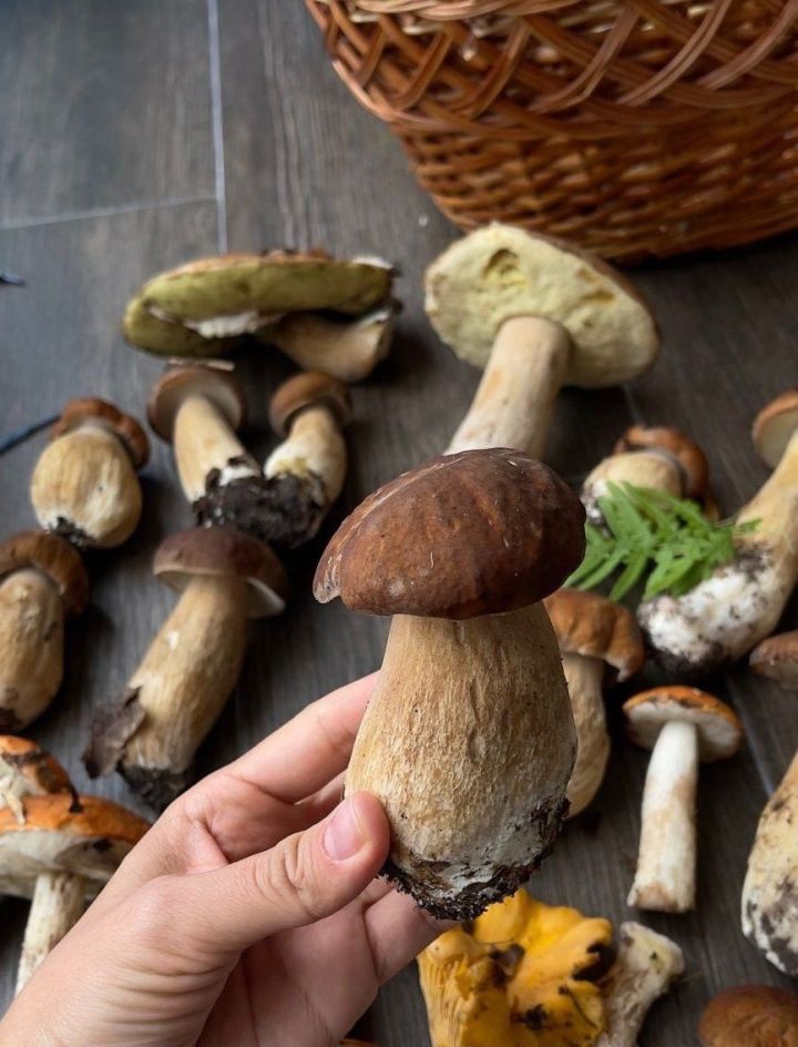 Гөмбәнең ашарга яраклымы-юкмы икәнен суган белән ничек тикшерергә?
