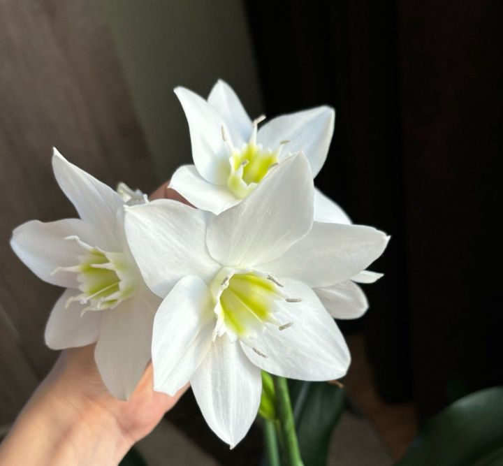 Гөлләребез күз явын алырлык итеп чәчәк атсын!
