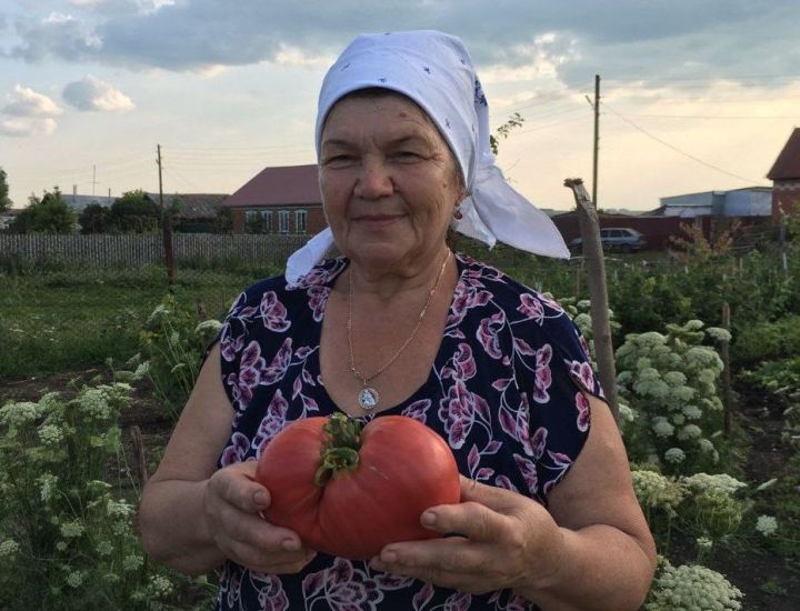 Помидор үстерү серләре