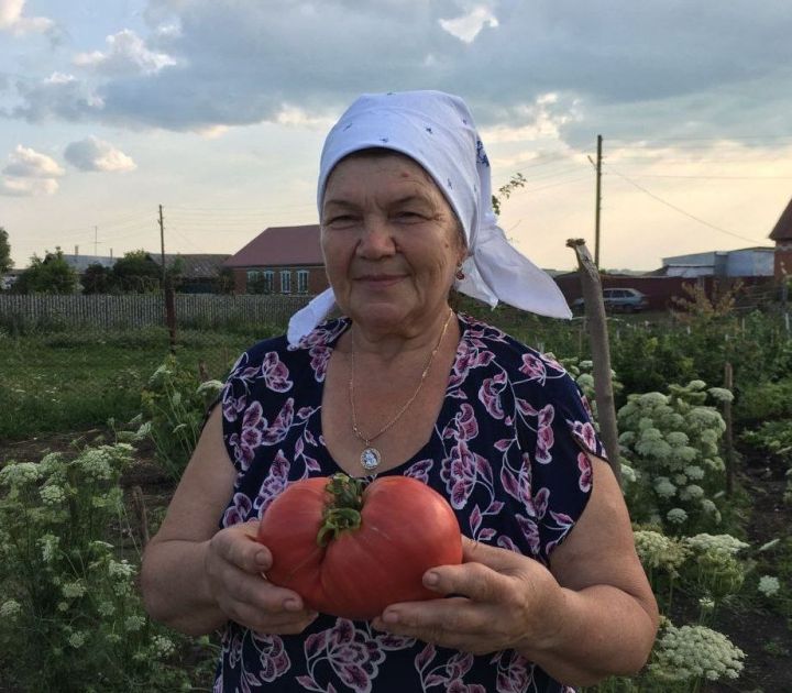 Помидорыгыз кызарсын өчен шәп киңәш