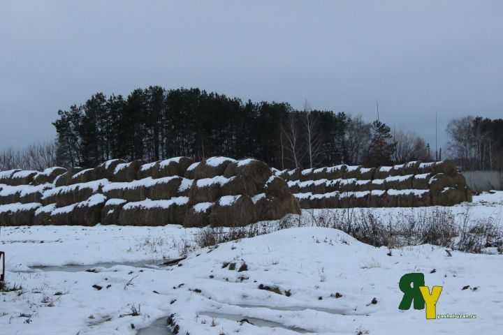 Татарстанга буран һәм көчле җил килә