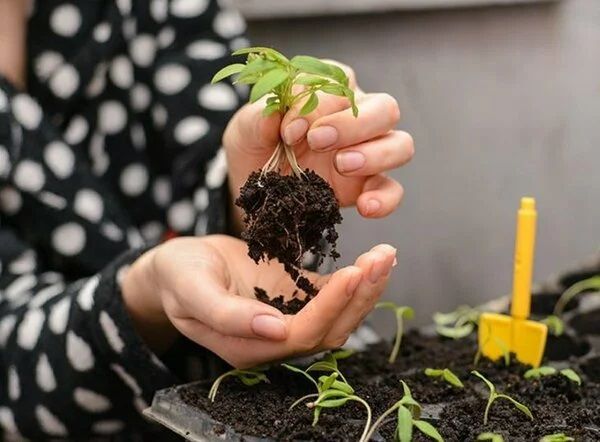 Бакчачы киңәше: үсентеләрне чәй пакетларында үстерәбез