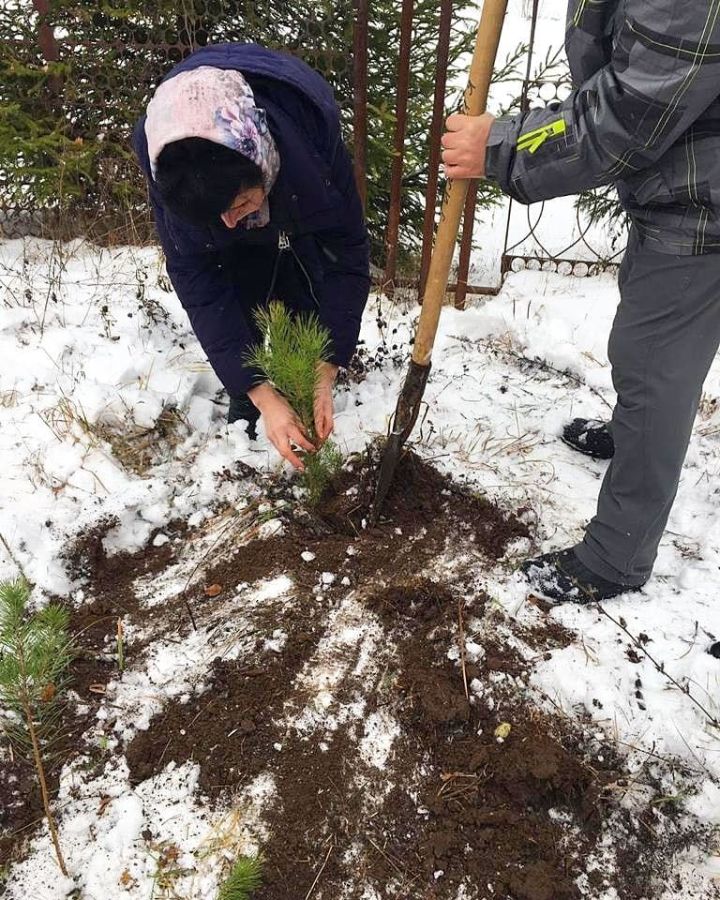 Яшел Үзән районында 2 меңнән артык ылыслы агач үсентесе утыртылды