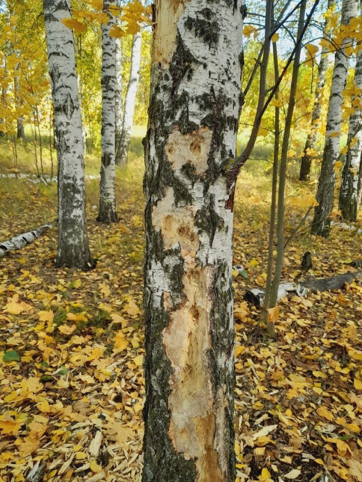 Каеннарны кем шулай ашый икән