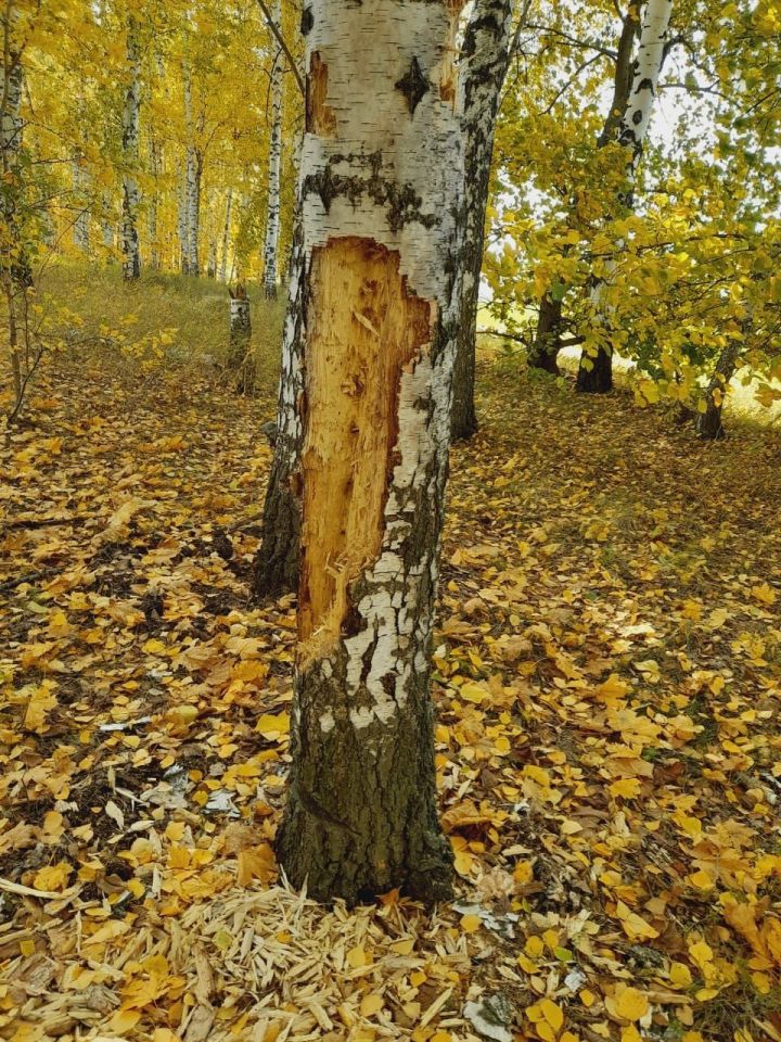 Каеннарны кем шулай ашый икән