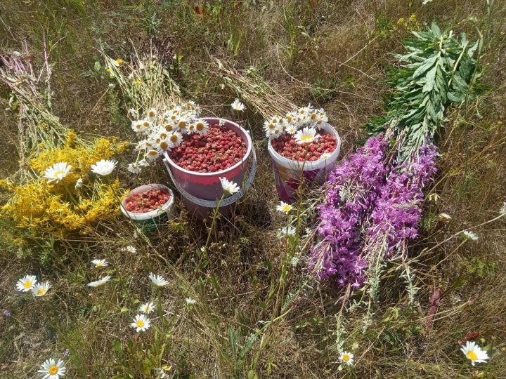 Матур җәй айлары аллы-гөлле чәчкәләре, сайрар кошлары, яшел тугайлары белән генә түгел, тәмледән тәмле җиләк-җимешләре белән дә бай чор