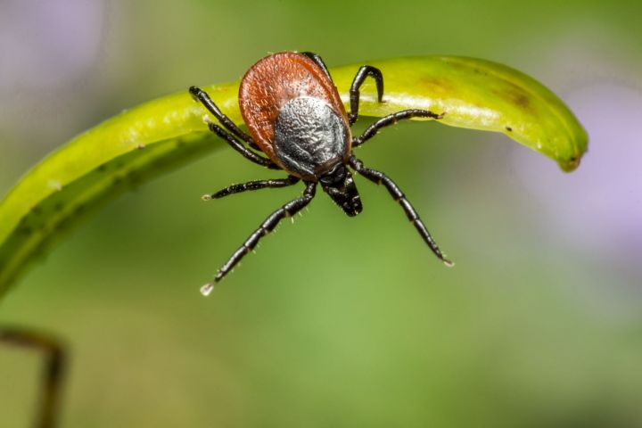 Халык телендә урман бете дип аталучы бөҗәктән ничек сакланырга