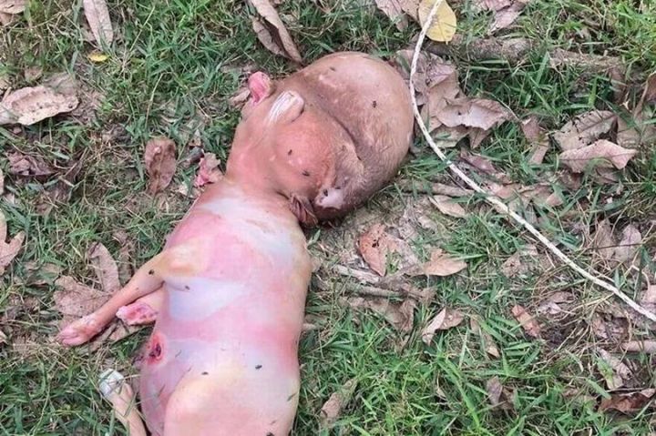 Таиландта йонсыз һәм кеше башлы мутант бозау туган