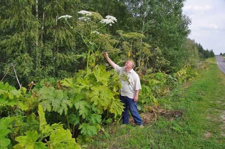 Балтырганның (борщевик) язмышы хәл ителде