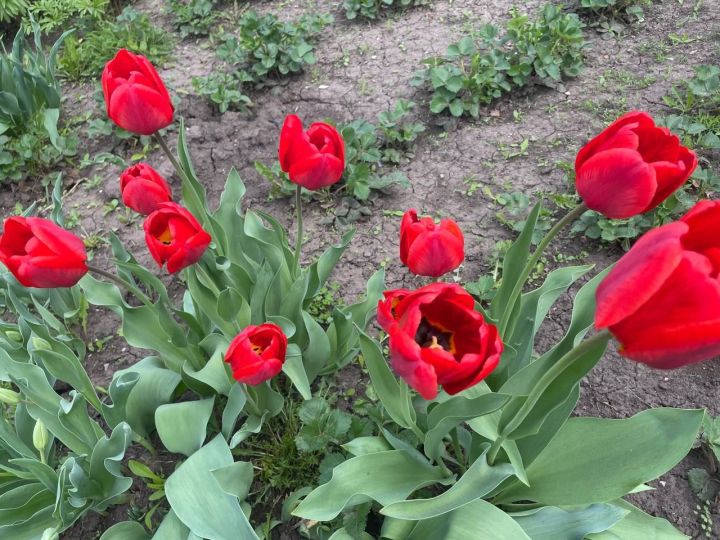 Лалә суганчаларын кайчан казып алырга кирәк?